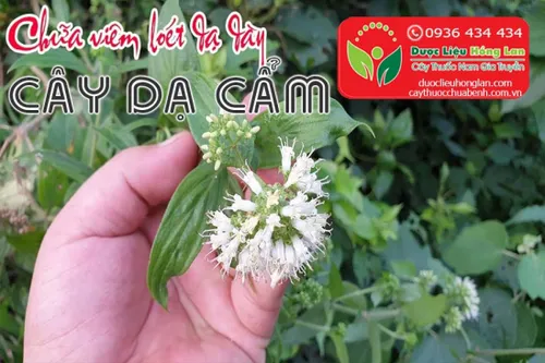 Cây dạ cẩm là gì?, Giá bán sỉ 75.000đ & lẻ? Địa chỉ bán?, Công dụng tác dụng?, Cách dùng liều dùng?, Hình ảnh?
