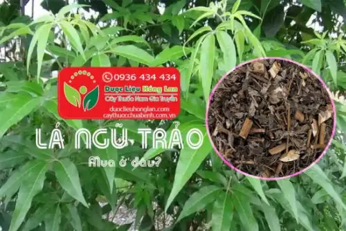 Lá cây ngũ trảo là gì?, Giá bán sỉ 60.000đ & lẻ? Địa chỉ bán?, Công dụng tác dụng?, Cách dùng liều dùng?, Hình ảnh?