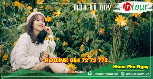 Mùa Hoa Dã Quỳ Đà Lạt: Thời Điểm Nở Đẹp, Cung Đường Ngắm Hoa Và Kinh Nghiệm Đi