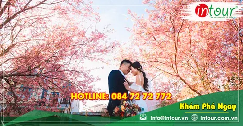 Hoa Mai Anh Đào Đà Lạt: Mùa Nở, Cung Đường Đẹp Và Kinh Nghiệm Đi Chụp Ảnh