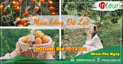 Vườn Hồng Đà Lạt: Mùa Hồng Chín, Điểm Chụp Ảnh Đẹp Và Kinh Nghiệm Mua Hồng
