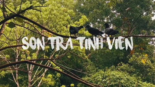 Sơn Trà Tịnh Viên Đà Nẵng Có Gì? Khu Bảo Tồn Tre Trúc Yên Bình Trên Bán Đảo Sơn Trà