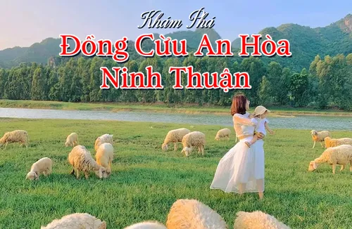 Đồng Cừu An Hòa Ninh Thuận: Kinh Nghiệm Check-in, Đi Giờ Nào Đẹp?