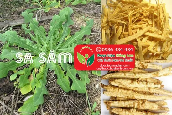 Sa sâm là gì?, Giá bán sỉ 330.000đ & lẻ? Địa chỉ bán?, Công dụng tác ...