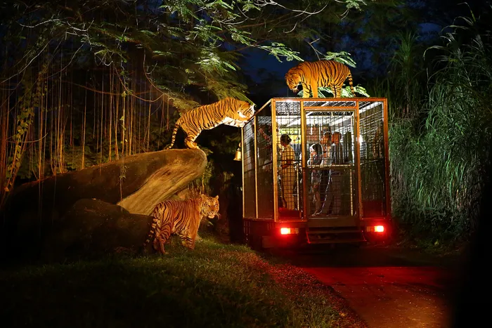 Vườn Thú Đêm Chiang Mai Night Safari Thái Lan