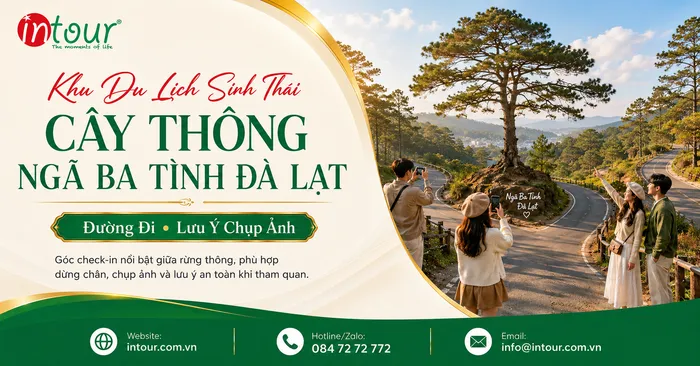 Cây Thông Ngã Ba Tình Đà Lạt: Góc Chụp Nhỏ Trên Tuyến Ankroet – Suối Vàng