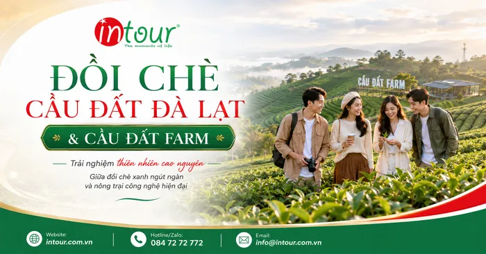Đồi Chè Cầu Đất Đà Lạt | Địa Chỉ, Săn Mây, Cầu Đất Farm Và Kinh Nghiệm Đi Theo Tuyến